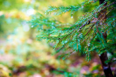 Close-up shot of pine tree branch