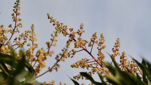 Low angle view of flowering plant against sky