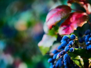 Close-up of berries on plant