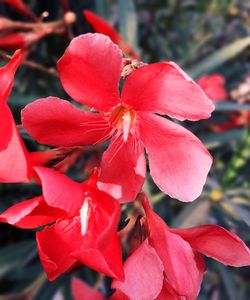 Close-up of red flower