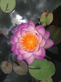 Close-up of pink flowers blooming outdoors