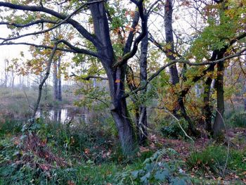 Trees in forest