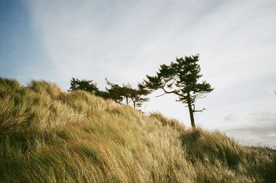 Plants growing on land against sky