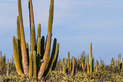 Cactus growing on field against sky