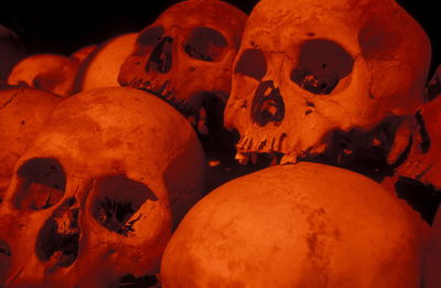 Close-up of human skulls in old ruins