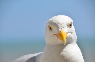 Close-up of seagull against clear sky