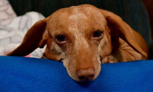 Close-up portrait of a dog