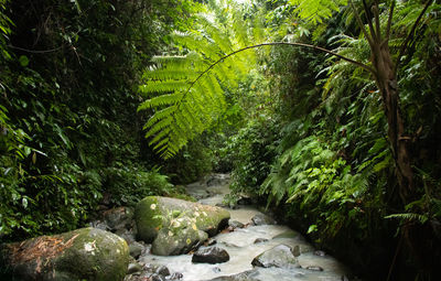 Scenic view of forest