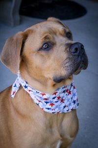 Close-up of dog looking away