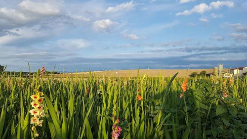 Scenic view of field against sky