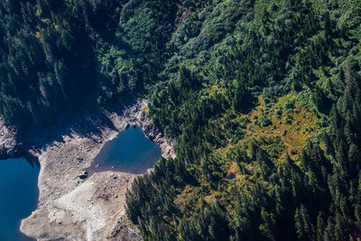 High angle view of trees on mountain