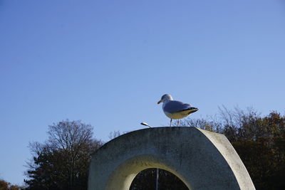 Low angle view of seagull perching on wall