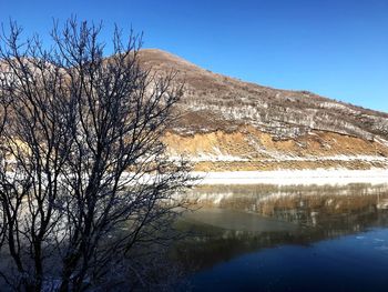 Scenic view of bare tree against clear blue sky