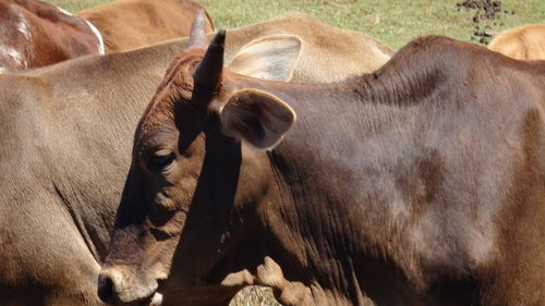 Close-up of cow