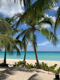 Palm tree by sea against sky