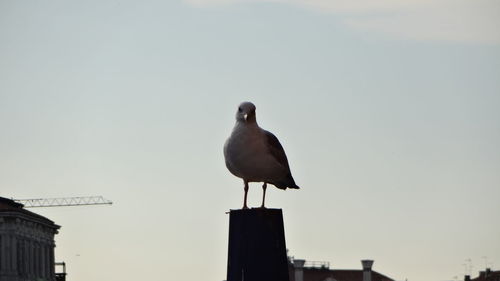 Low angle view of seagull perching against clear sky