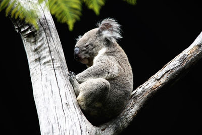 Koala bear sleeping on the tree