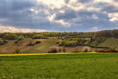 Scenic view of agricultural field against sky