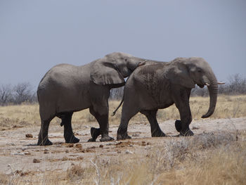 Two elephants wanders around the namibian savannah on a sunny day