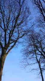 Low angle view of bare tree against blue sky