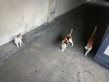 High angle view of dog