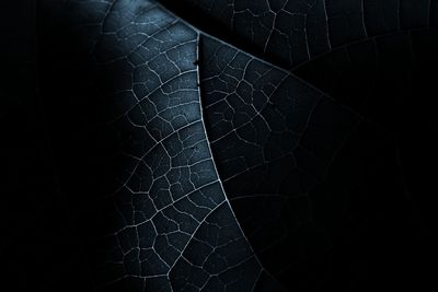 Close-up of spider web against black background