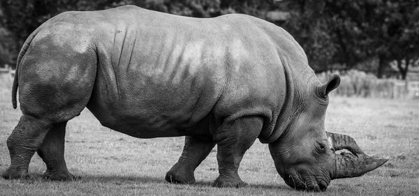 View of rhino grazing on field