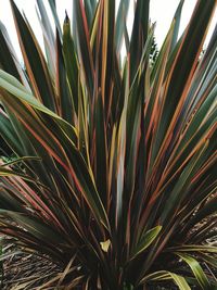 Low angle view of palm leaves