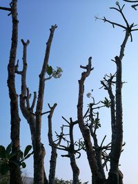 Low angle view of tree against clear sky