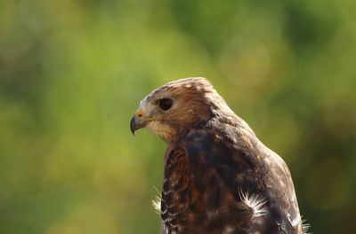 Close-up of eagle