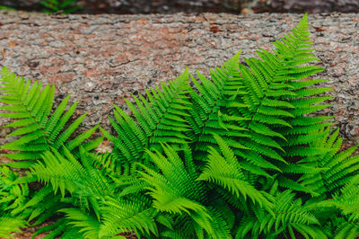 High angle view of fern leaves on field