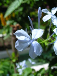Close-up of white flowers