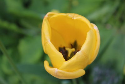 Close-up of yellow rose