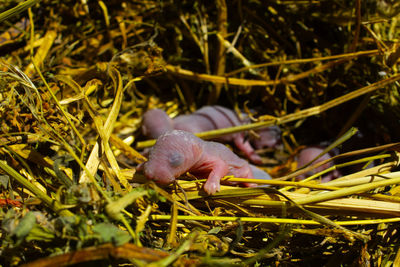 Close-up of a lizard on land