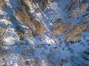 High angle view of frozen trees on land