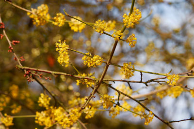 Close-up of yellow flowers on branch