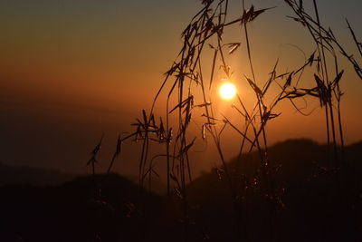 Silhouette of stalks in field against sunset sky