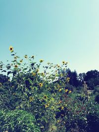 Close-up of flowers against clear blue sky