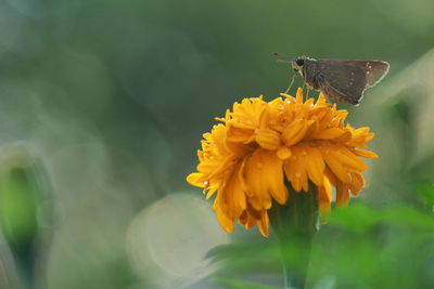 Close-up of butterfly pollinating on yellow flower