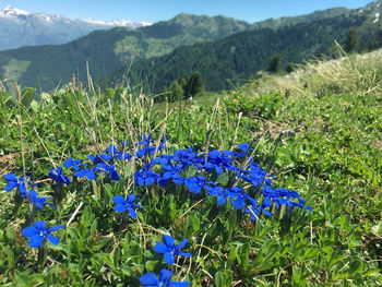 Purple flowering plants on field