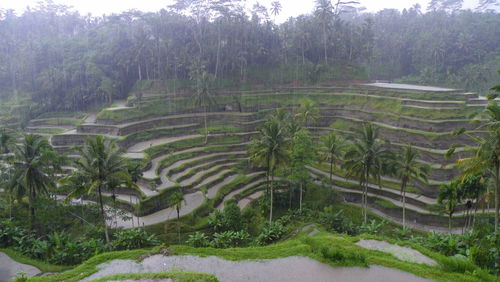 Scenic view of rice paddy field