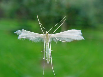 Close-up of dragonfly