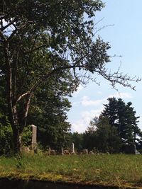 Trees growing on field