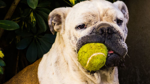 Close-up portrait of a dog