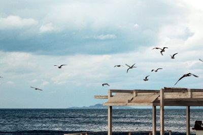 Birds flying over sea against sky