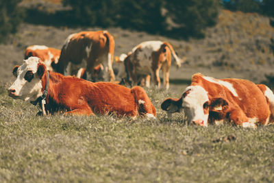 Herd of cows on field