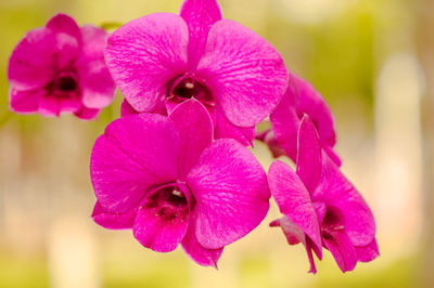 Close-up of pink orchids