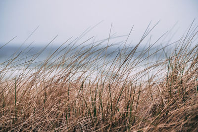 Close-up of grass on beach against sky