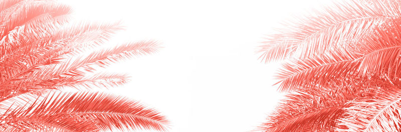 Low angle view of palm tree against sky