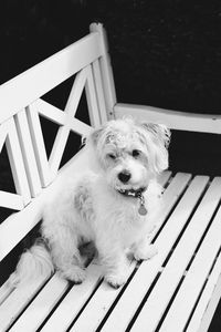 Close-up of dog sitting on wood